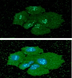 Anti-Podoplanin antibody [AT56F7] used in Immunocytochemistry/ Immunofluorescence (ICC/IF). GTX57668