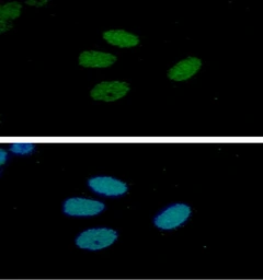 Anti-RUVBL1 antibody [AT1D6] used in Immunocytochemistry/ Immunofluorescence (ICC/IF). GTX57672