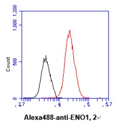 Anti-ENO1 + ENO2 antibody [AT1G7] used in Flow cytometry (FCM). GTX57673