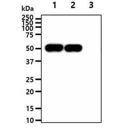 Anti-ENO1 + ENO2 antibody [AT1G7] used in Western Blot (WB). GTX57673