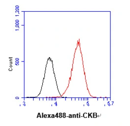 Anti-Creatine kinase (brain) antibody [AT8E4] used in Flow cytometry (FCM). GTX57675