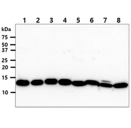Anti-TXN2 antibody [AT1B1] used in Western Blot (WB). GTX57676