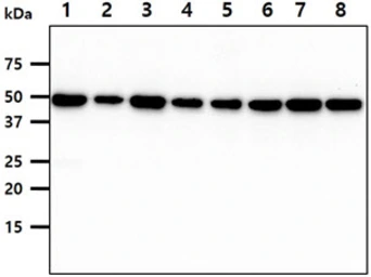 Anti-CDC37 antibody [AT3G7] used in Western Blot (WB). GTX57677
