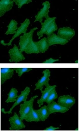Anti-EBP1 antibody [AT5E7] used in Immunocytochemistry/ Immunofluorescence (ICC/IF). GTX57679