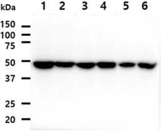 Anti-EBP1 antibody [AT5E7] used in Western Blot (WB). GTX57679