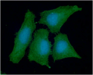Anti-PPA1 antibody [AT4G4] used in Immunocytochemistry/ Immunofluorescence (ICC/IF). GTX57682
