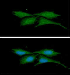 Anti-beta 2 Microglobulin antibody [AT101F10] used in Immunocytochemistry/ Immunofluorescence (ICC/IF). GTX57686