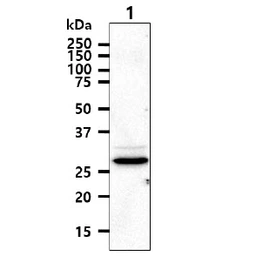 Anti-TIP30 antibody [AT5D6] used in Western Blot (WB). GTX57690