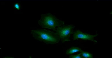Anti-GOT1 antibody [AT3G11] used in Immunocytochemistry/ Immunofluorescence (ICC/IF). GTX57691