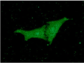 Anti-RKIP antibody [AT4B11] used in Immunocytochemistry/ Immunofluorescence (ICC/IF). GTX57700