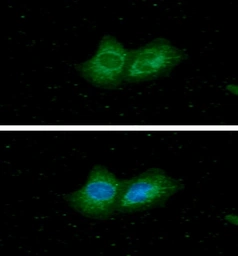 Anti-ACADS antibody [AT8B10] used in Immunocytochemistry/ Immunofluorescence (ICC/IF). GTX57702