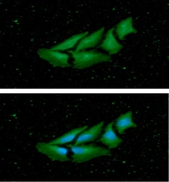 Anti-nm23-H1 antibody [AT5F4] used in Immunocytochemistry/ Immunofluorescence (ICC/IF). GTX57703