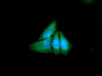 Anti-XPNPEP1 antibody [AT9C7] used in Immunocytochemistry/ Immunofluorescence (ICC/IF). GTX57704