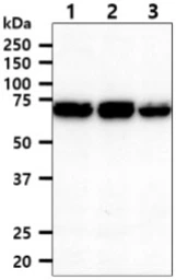 Anti-XPNPEP1 antibody [AT9C7] used in Western Blot (WB). GTX57704
