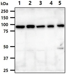 Anti-PGC1 alpha antibody [AT25C8] used in Western Blot (WB). GTX57707