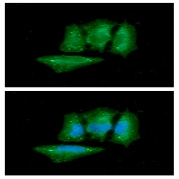 Anti-PGC1 alpha antibody [AT25C8] used in Immunocytochemistry/ Immunofluorescence (ICC/IF). GTX57707