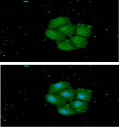 Anti-STCH antibody [AT2F6] used in Immunocytochemistry/ Immunofluorescence (ICC/IF). GTX57713