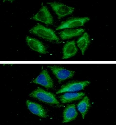 Anti-TOMM20 antibody [AT1B2] used in Immunocytochemistry/ Immunofluorescence (ICC/IF). GTX57716