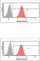 Anti-Calnexin antibody [AT18B9] used in Flow cytometry (FCM). GTX57717