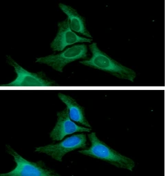 Anti-Calnexin antibody [AT18B9] used in Immunocytochemistry/ Immunofluorescence (ICC/IF). GTX57717