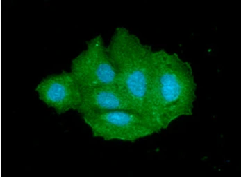 Anti-SULT2A1 antibody [AT13E10] used in Immunocytochemistry/ Immunofluorescence (ICC/IF). GTX57723