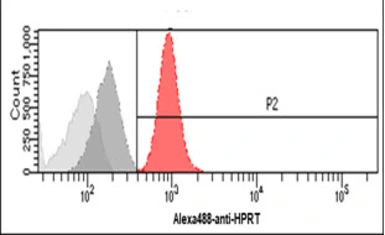 Anti-HPRT antibody [AT1D9] used in Flow cytometry (FCM). GTX57727