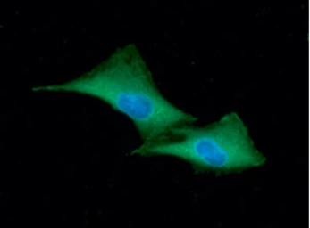 Anti-GSTP1 antibody [AT12C10] used in Immunocytochemistry/ Immunofluorescence (ICC/IF). GTX57728