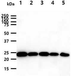 Anti-GSTP1 antibody [AT12C10] used in Western Blot (WB). GTX57728
