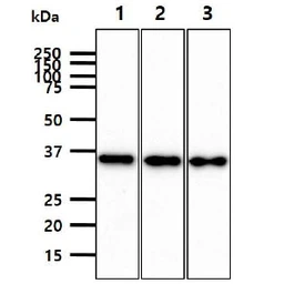 Anti-JAM-B antibody [AT21D7] used in Western Blot (WB). GTX57731