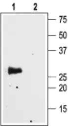 Anti-Aquaporin 4 antibody used in Western Blot (WB). GTX57734