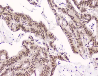 Anti-CRM1 antibody [5G3] used in IHC (Paraffin sections) (IHC-P). GTX57736