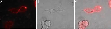 Anti-EphB1 antibody used in Live cell imaging (LCI). GTX57739