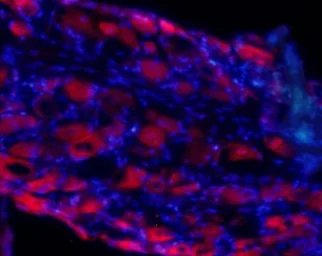 Anti-GluR4 antibody used in IHC (Frozen sections) (IHC-Fr). GTX57743