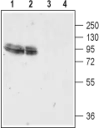 Anti-GluR4 antibody used in Western Blot (WB). GTX57743