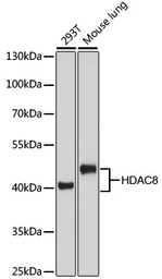 Anti-HDAC8 antibody used in Western Blot (WB). GTX57746