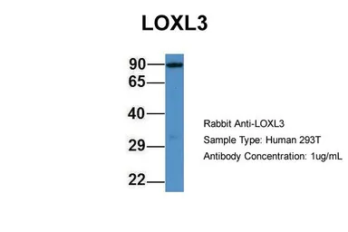 Anti-LOXL3 antibody used in Western Blot (WB). GTX57750