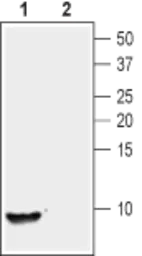 Anti-NUCB2 antibody used in Western Blot (WB). GTX57754