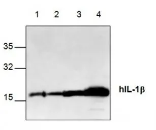 Anti-IL1 beta antibody used in Western Blot (WB). GTX59835