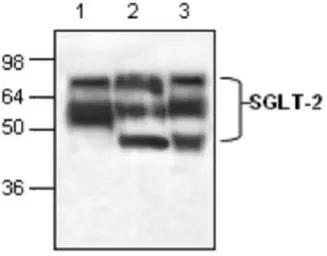 Anti-SGLT2 antibody used in Western Blot (WB). GTX59872