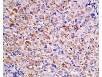 Anti-Cyclin D2 antibody used in IHC (Paraffin sections) (IHC-P). GTX60131