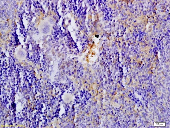 Anti-Serotonin Transporter antibody used in IHC (Paraffin sections) (IHC-P). GTX60132
