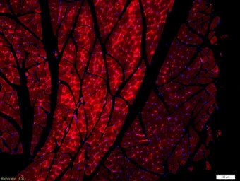 Anti-BOC antibody used in IHC (Paraffin sections) (IHC-P). GTX60180