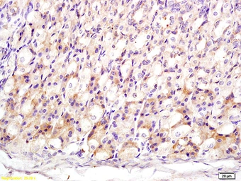 Anti-MT3 antibody used in IHC (Paraffin sections) (IHC-P). GTX60188