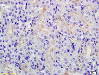 Anti-RHCG antibody used in IHC (Paraffin sections) (IHC-P). GTX60193