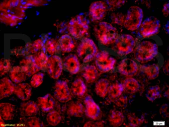 Anti-CD33 antibody used in IHC (Paraffin sections) (IHC-P). GTX60201