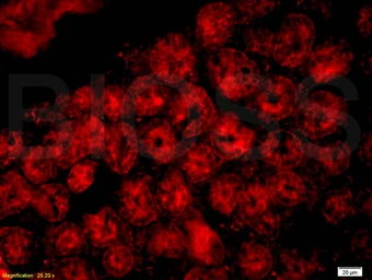 Anti-CD33 antibody used in IHC (Paraffin sections) (IHC-P). GTX60201