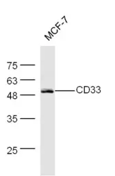 Anti-CD33 antibody used in Western Blot (WB). GTX60201