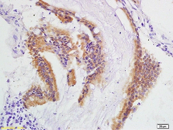 Anti-IEX1 antibody used in IHC (Paraffin sections) (IHC-P). GTX60211