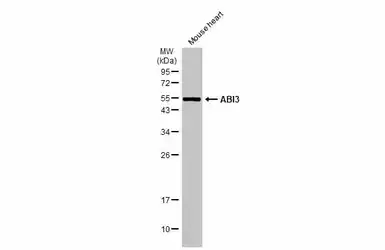 Anti-ABI3 antibody used in Western Blot (WB). GTX60228
