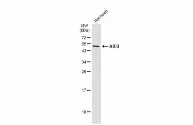 Anti-ABI3 antibody used in Western Blot (WB). GTX60228
